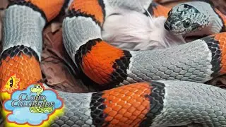 My Snake Collection 2022: Feeding Edition