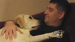 Servicemember Claims Discrimination Over Service Dog On Southwest Flight