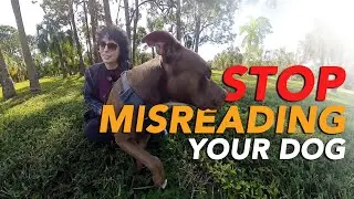 Understanding Your Dog&rsquo;s Language: Decode the Wag, Bark, and Nudge @thecombinedog