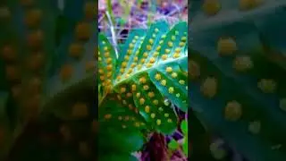 Polypody fern with golden cluster of sporangia.