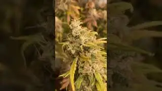 Wormhole (Triangle Kush x Romulan) a collaboration from Katsu Bubba and Romulangenetics2.