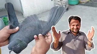 Ali Jutt Ka Joro Ka ShooQ || Pigeons Online
