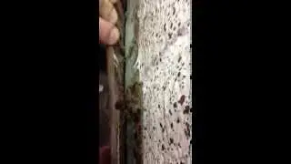Termite workers behind molding Termite Damage Monmouth County, NJ
