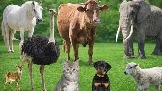 Animal Farm 4K | Learn Animal Names and Sounds for Kids |  Cat,cow, monkey,Duck, Vulture, Ostrich 