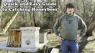 Quick and Easy Guide to Catching Honeybees