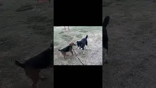 Let's Paws And Play: Dog Park Adventures #realestate