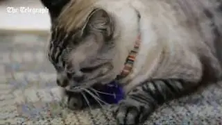 'Browser' the library cat faces eviction over health and safety concerns