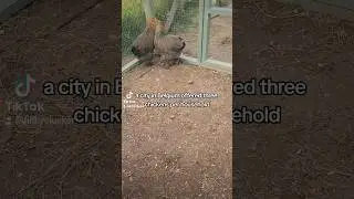 The Great Chicken Experiment. #chicken #homesteading #subscribe #fypyoutube