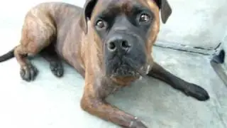 MAXX (A960317) Brindle Bullmastiff at Pasadena Humane