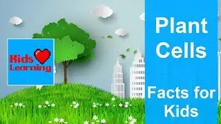 Plant Cells - Facts for Kids