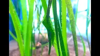 コシマガリモエビ　Heptacarpus geniculatus