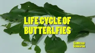Cam&otilde;esian Geographic 01 Life Cycle of Butterflies - PLKCTSLPS Campus TV 2014-15 保良局陳守仁小學