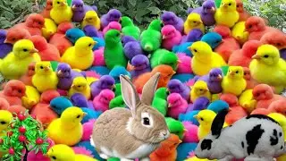 AYAM PELANGI WARNA WARNI IMUT LUCU & GOKIL,BEBEK LUCU DAN AYAM WARNA WARNI LUCU !!