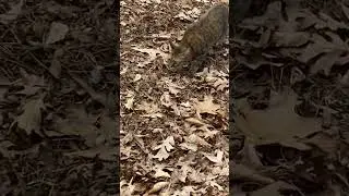 CAT SHARK😹 with music