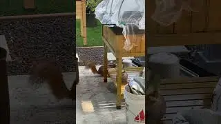 Squirrel at it again! This is a very bold animal. Thumping the glass barely scared it.