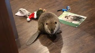 'Justin Beaver' Makes Dams Out of Household Items After Rescue