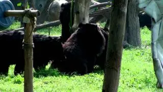 China: Moon Bear Rescue Centre, Chengdu with Jill Robinson. Part Two