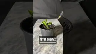 Ultimate Guide: Growing Lemon Trees from Seeds | DIY Lemon Tree Planting Tips