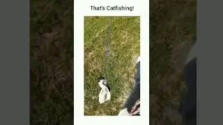 Cat Fishing ! | #shorts #cat #shortsfeed #kitten #funny #kitty #cute #fishing #memes