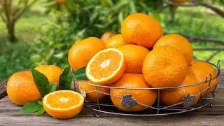 🍊Hareeq 🍊farm & fest 🍊9/1/2026🍊