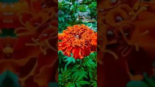 Rain drops on flower #shorts #youtubeshorts #flowershorts #youtube #morning