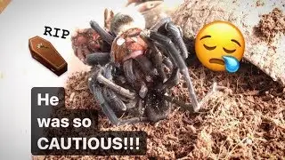These FEMALE TARANTULAs are ALWAYS EATING my MALEs !!! Ugh!