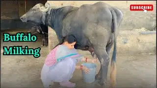 Buffalo Milking | Villagerfam