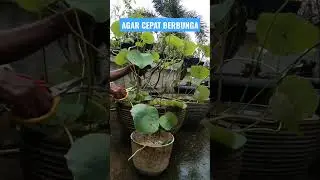 CARA MERAWAT BUNGA LOTUS !!