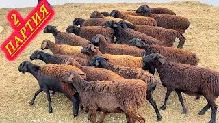 ЭГИЗ БЎҒОЗ НАРХИДА ￼АКА ТУРАР АХТИДА