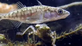 Three-spinedstickleback and dragonfly nymph. Dreistachl. Stichling und Libellenlarve.  Part 6