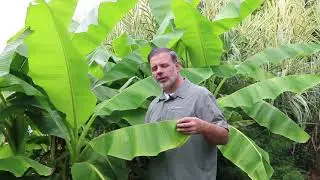 Japanese banana (Musa basjoo) - Plant Identification