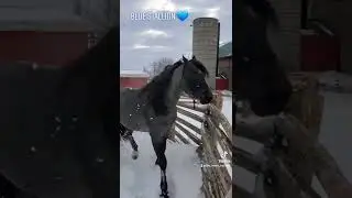 Our Blue Roan Stallion Rio