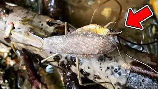 ハリガネムシに操られたカマキリが水に飛び込む瞬間の撮影に成功しました！【カマキリ採集】