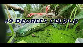 49 degrees Celsius Heat Wave Preperations For Goldfish Farm