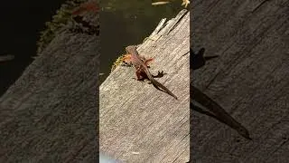 A red spotted newt on the dock