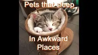 17 Dogs and Cats that sleep in awkward places - pics