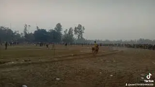 কুড়িগ্রাম কাশি চড়ে ঘোড়া খেলা সুন্দরভাবে হয়েছে