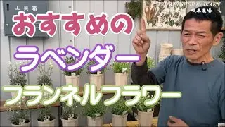 社長おすすめ　ラベンダー　フランネルフラワー　紹介　植物家族　岐阜農場　植物紹介【おうちでガーデニング】開花園チャンネル