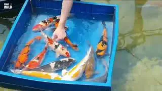 High-Tech Koi Farming in Israel: Innovation Meets Tradition