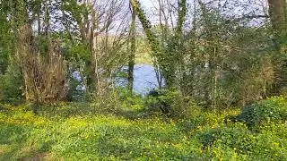 Springtime in Barna Woods near Rusheen Bay , Galway.