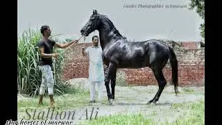 🐎 famous stallion Ali kiralgarh 🐎
