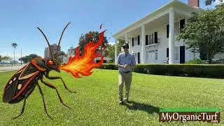 Florida Chinch Bug Epidemic 2025 | Why Lawns Are Dying & How to Save Yours