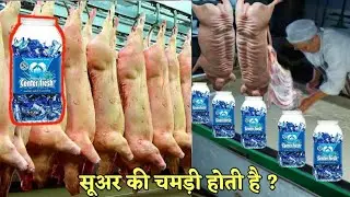 देखिए फैक्ट्री में CENTER FRESH कैसे बनती है ✅ How things are made in Factory | Chewing gum making.