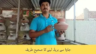 java bird breeding tips | java sparrow breeding information