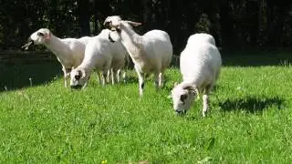 Vid&eacute;o &eacute;co-paturage OPH 74