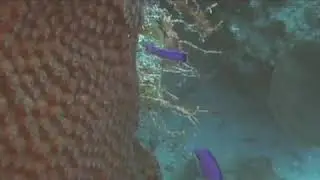 Black Cap Basslet Identification