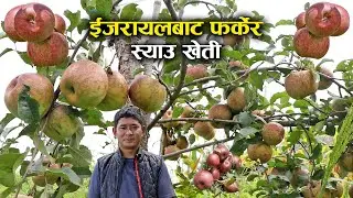 ईजरायलबाट फर्केका सोनामले यसरी गरे स्याउ खेती - Apple farming in Nepal