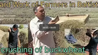 Harvesting and Crushing of Giyaws 