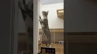 Glass Games with Our Gentle Girl Lily ✨| Tiny Paw Hotel