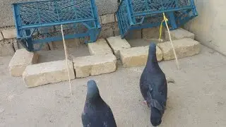 Quick and Easy Pigeon Trap - Creative Bird Trap with Basket Box